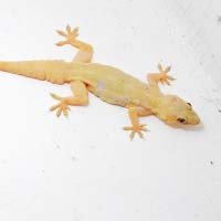 Lizard Control